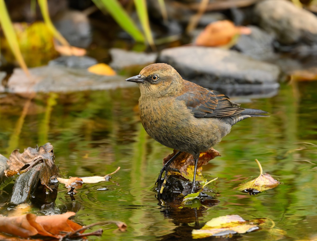 Rusty Blackbird - ML643818232