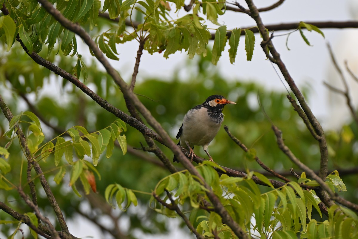 印度鵲椋鳥 - ML643818238