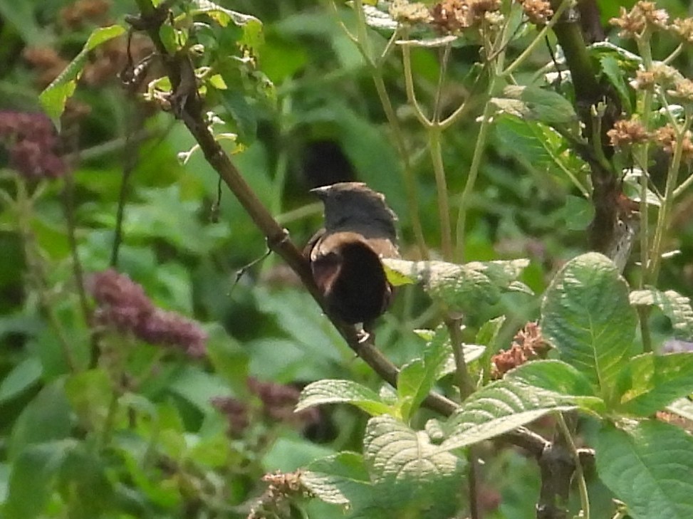 Sénégali sombre - ML643818241