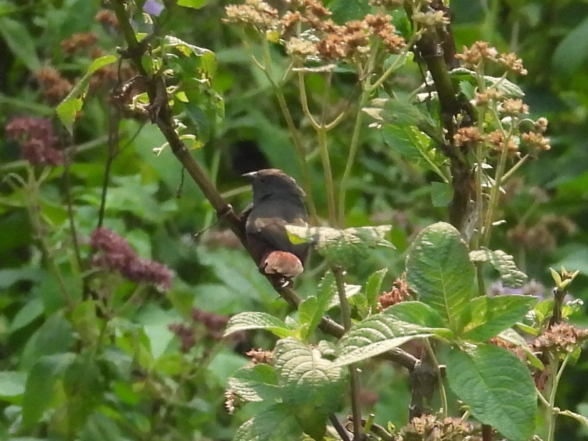 Sénégali sombre - ML643818242