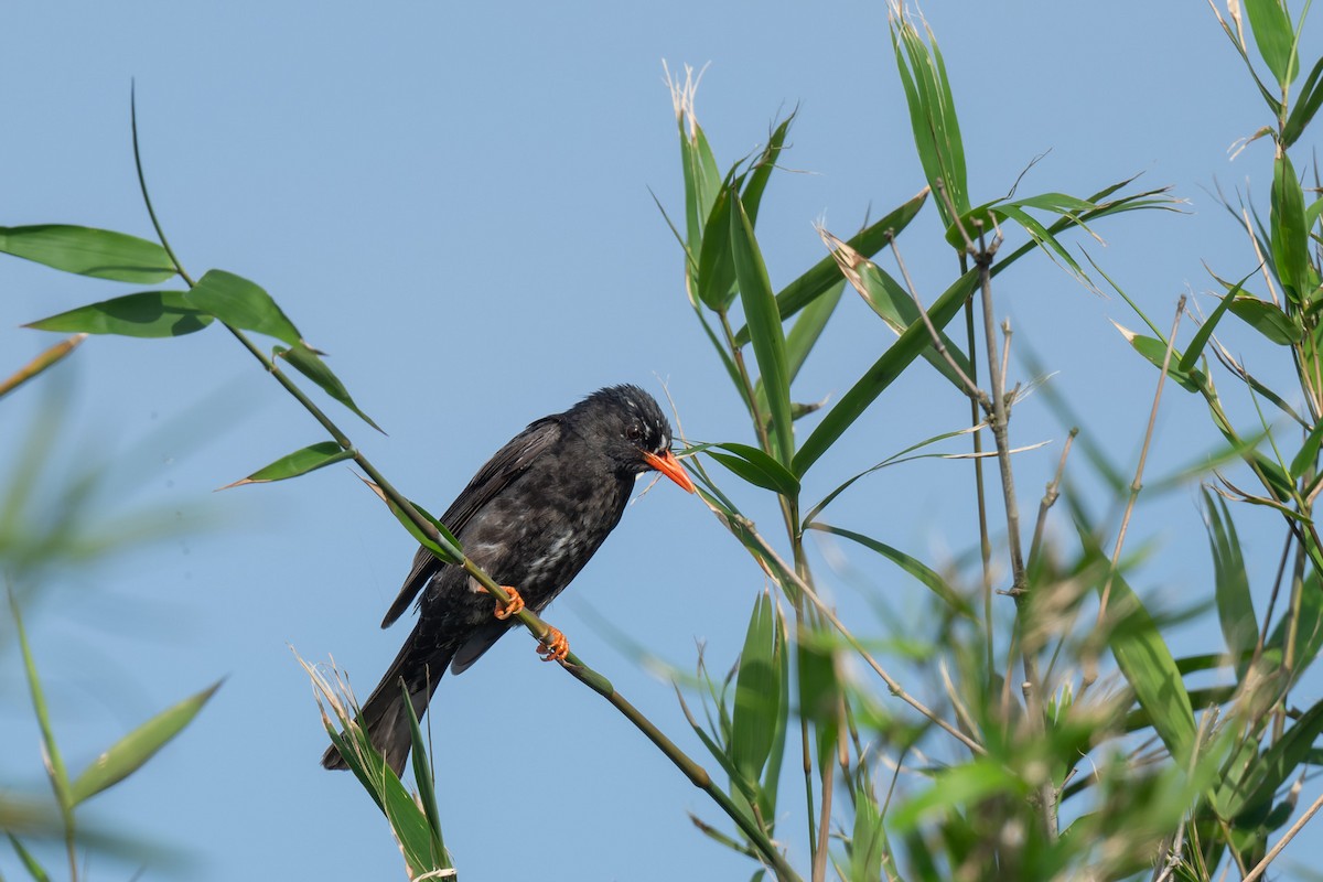 Black Bulbul - ML643818250