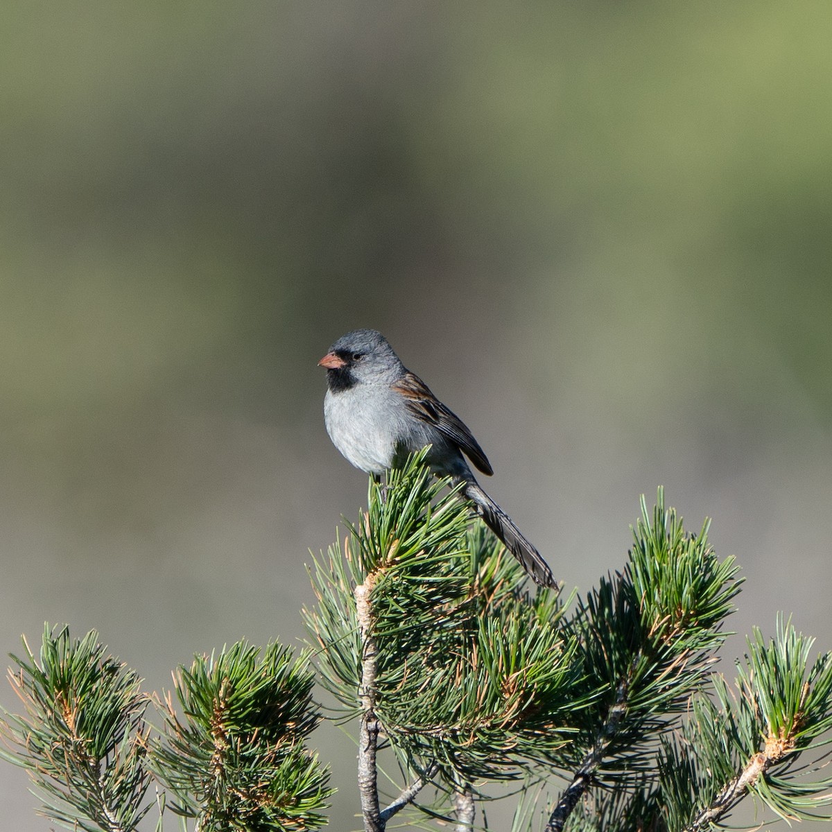 Black-chinned Sparrow - ML643818286