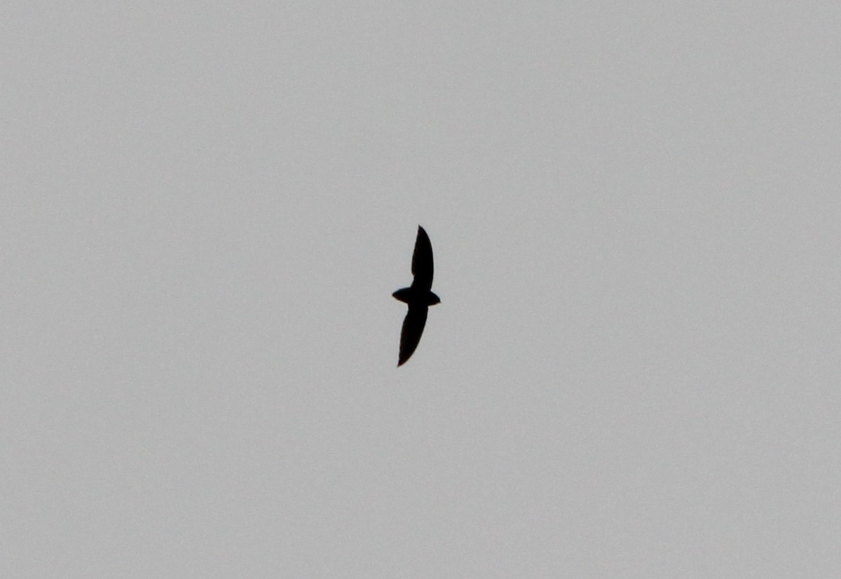 Short-tailed Swift - ML643818288