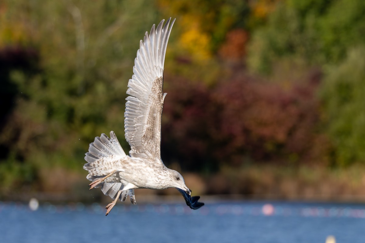 European Herring Gull - ML643818317
