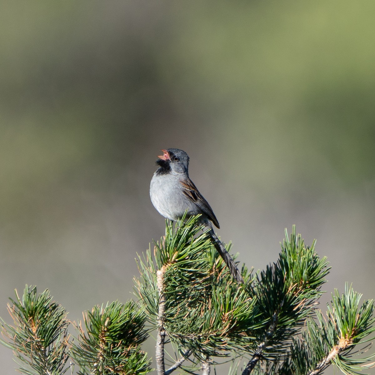Black-chinned Sparrow - ML643818320