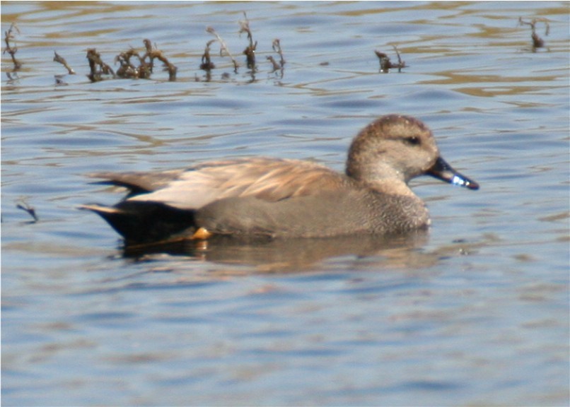 Canard chipeau - ML643818321