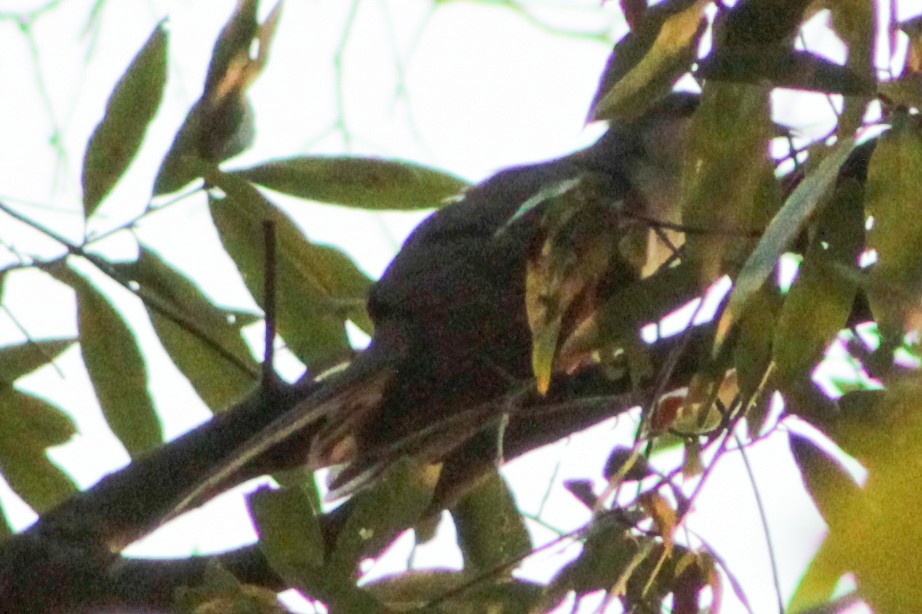 Yellow-billed Cuckoo - ML643818322