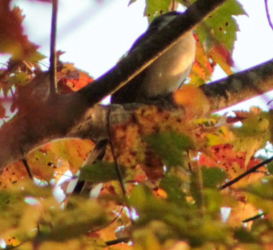 Yellow-billed Cuckoo - ML643818323