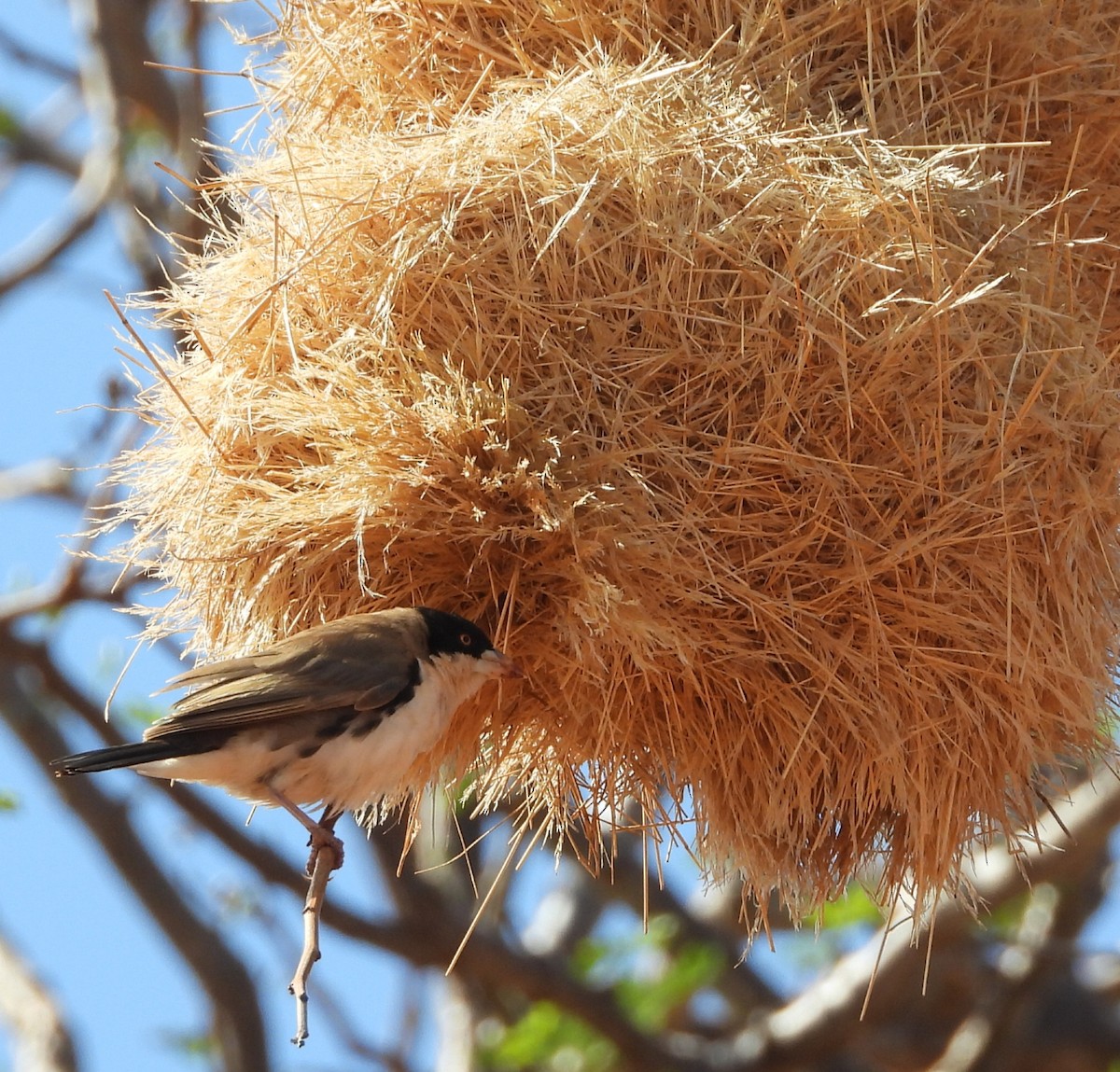 Tejedor Social de Cabanis - ML643818333