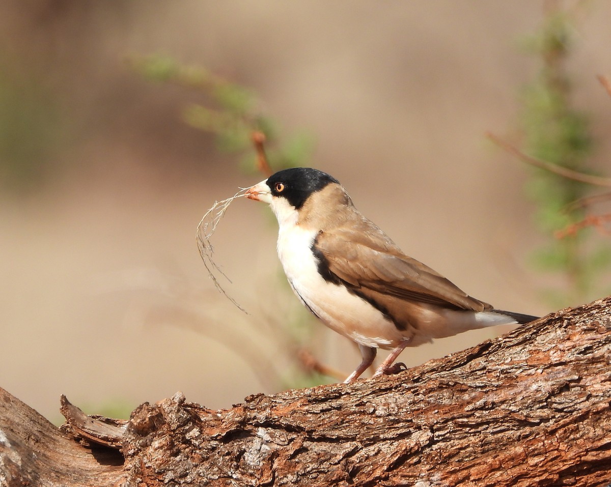 Tejedor Social de Cabanis - ML643818334