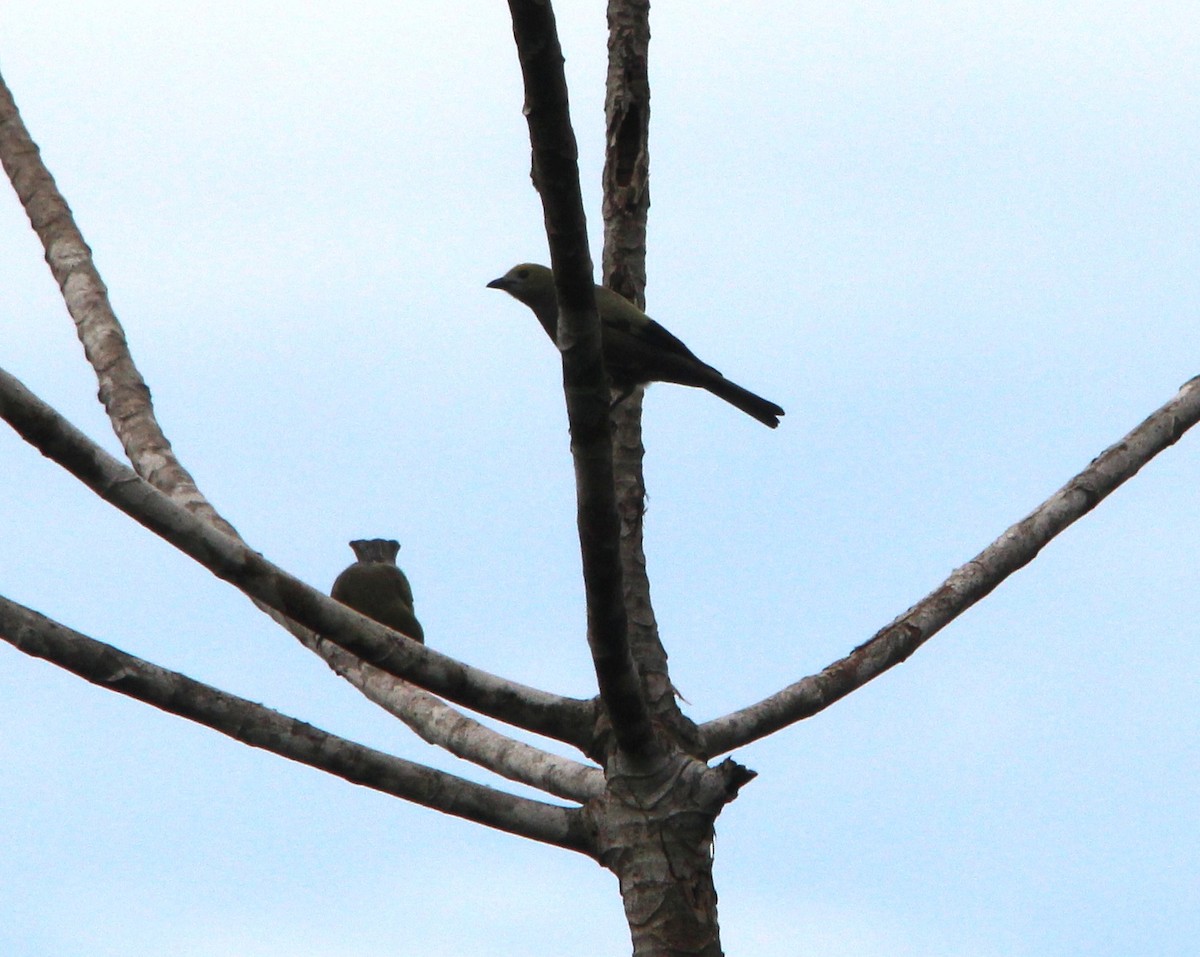 Palm Tanager - ML643818386