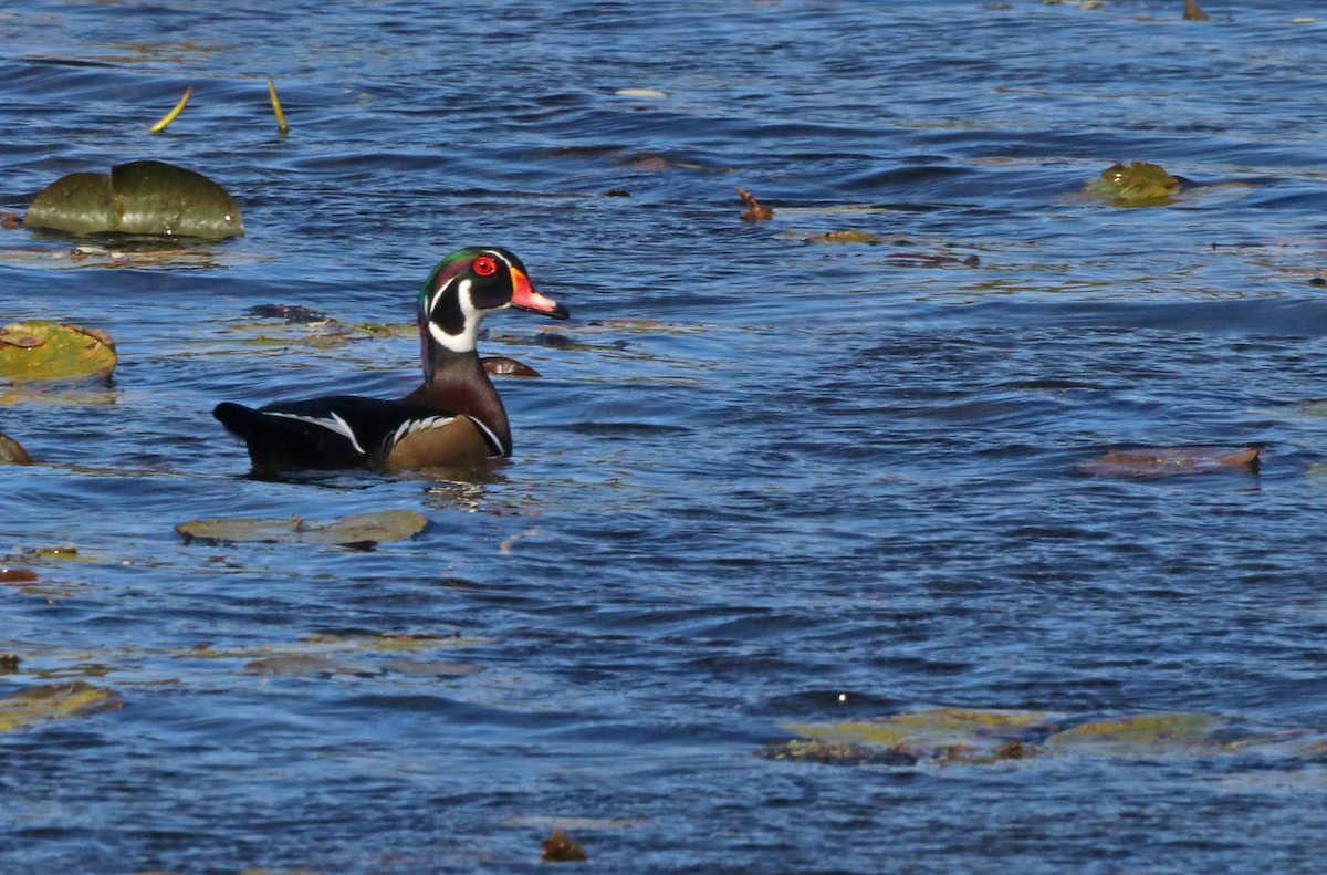 Wood Duck - ML643818404
