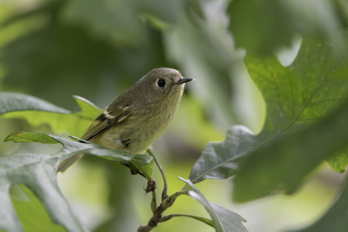 králíček americký - ML643818455