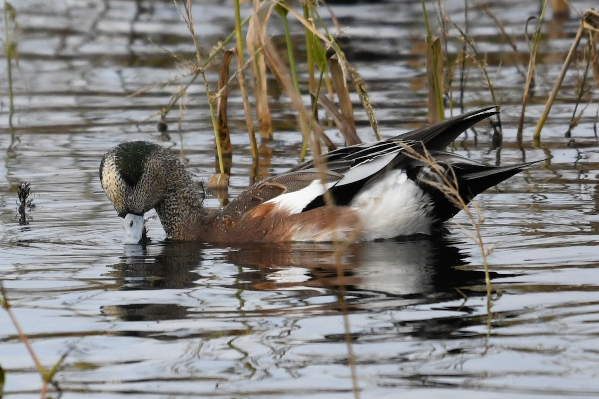 American Wigeon - ML643818459