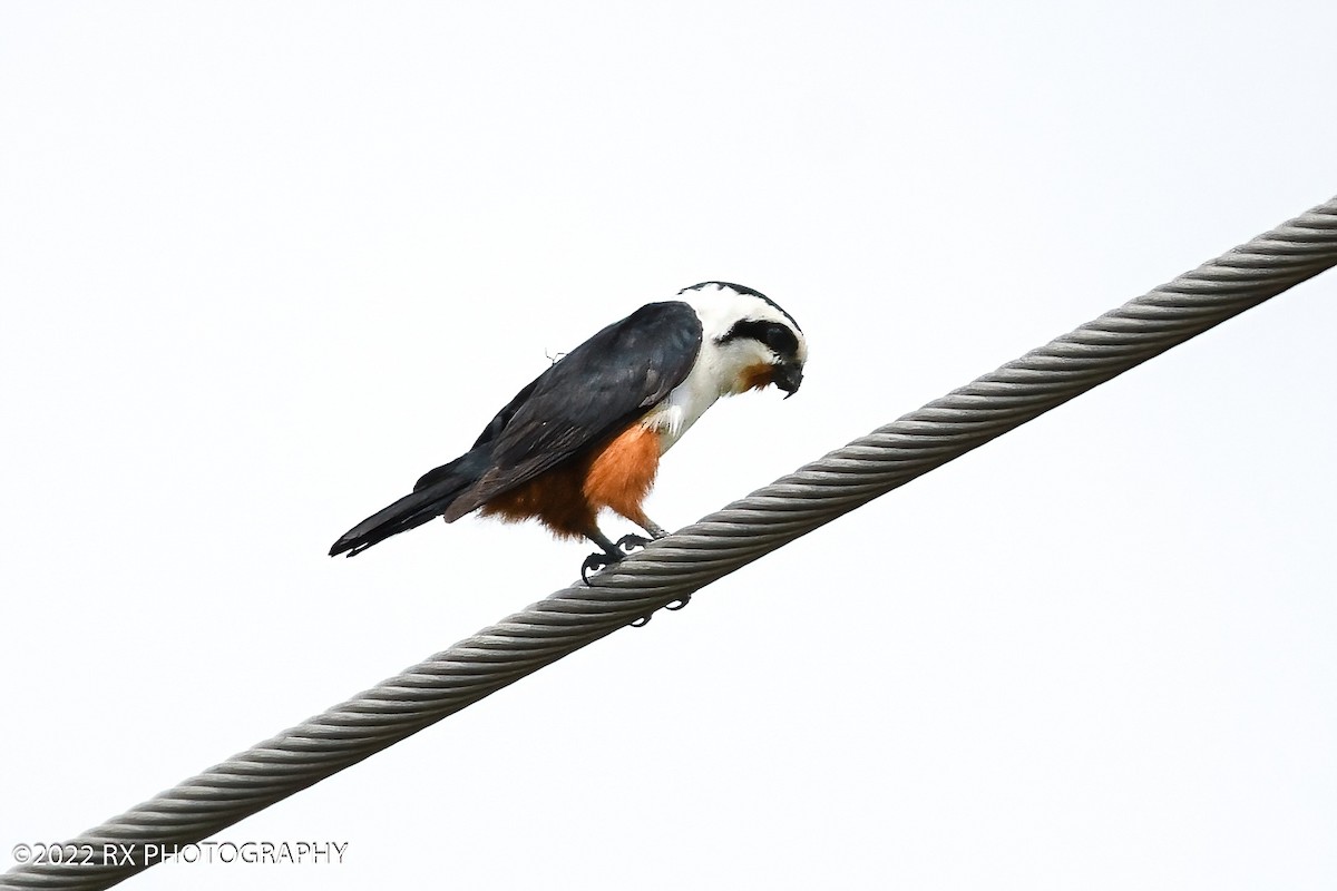 Falconete Acollarado - ML643818460