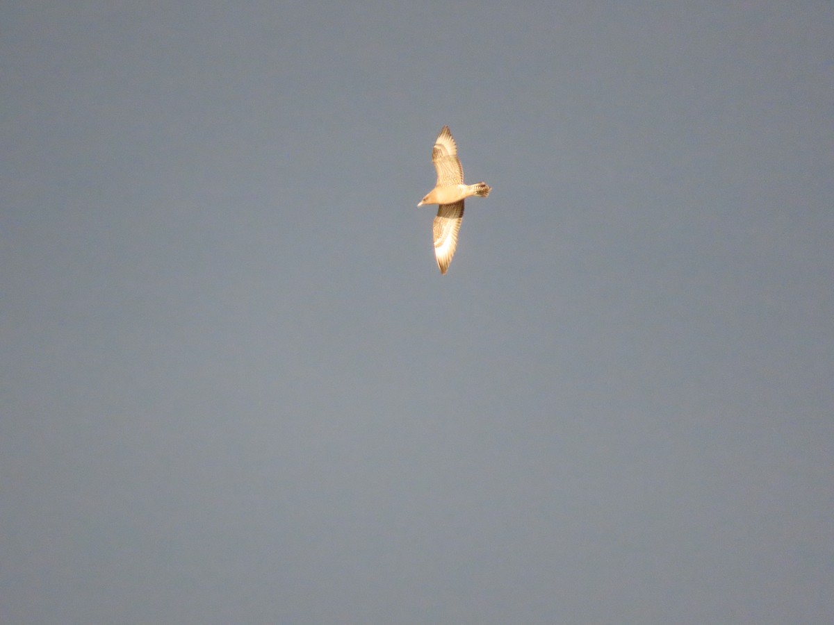 Pomarine Jaeger - ML643818479