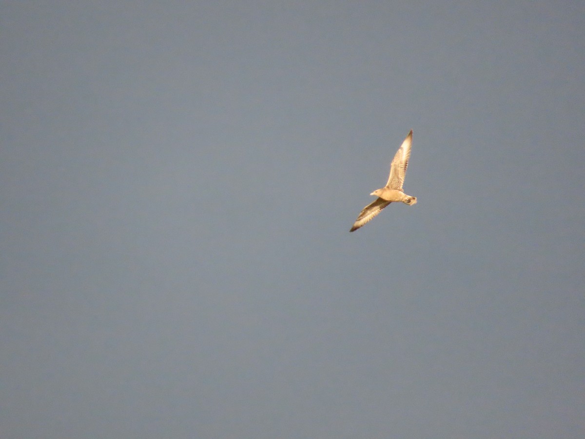 Pomarine Jaeger - ML643818480