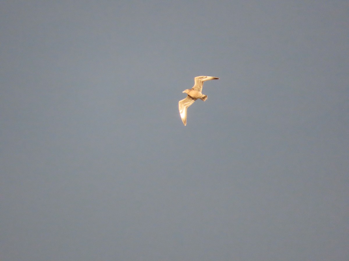 Pomarine Jaeger - ML643818481