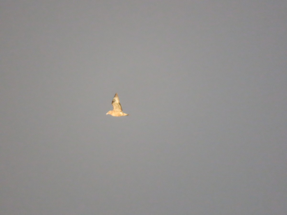 Pomarine Jaeger - ML643818483