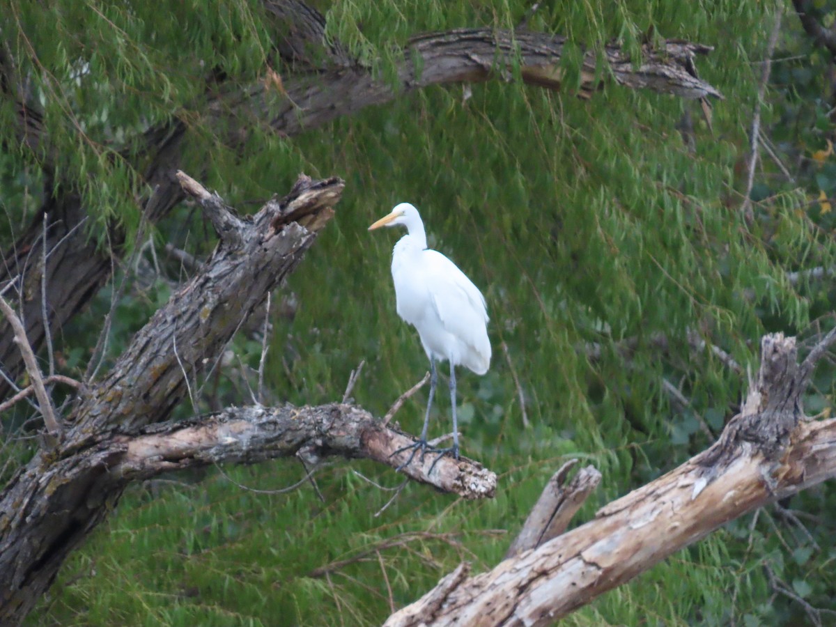 Great Egret - ML643818491