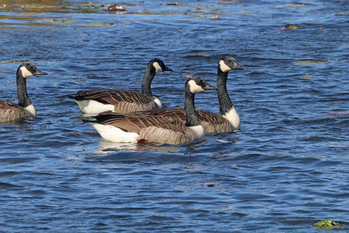 Canada Goose - ML643818492