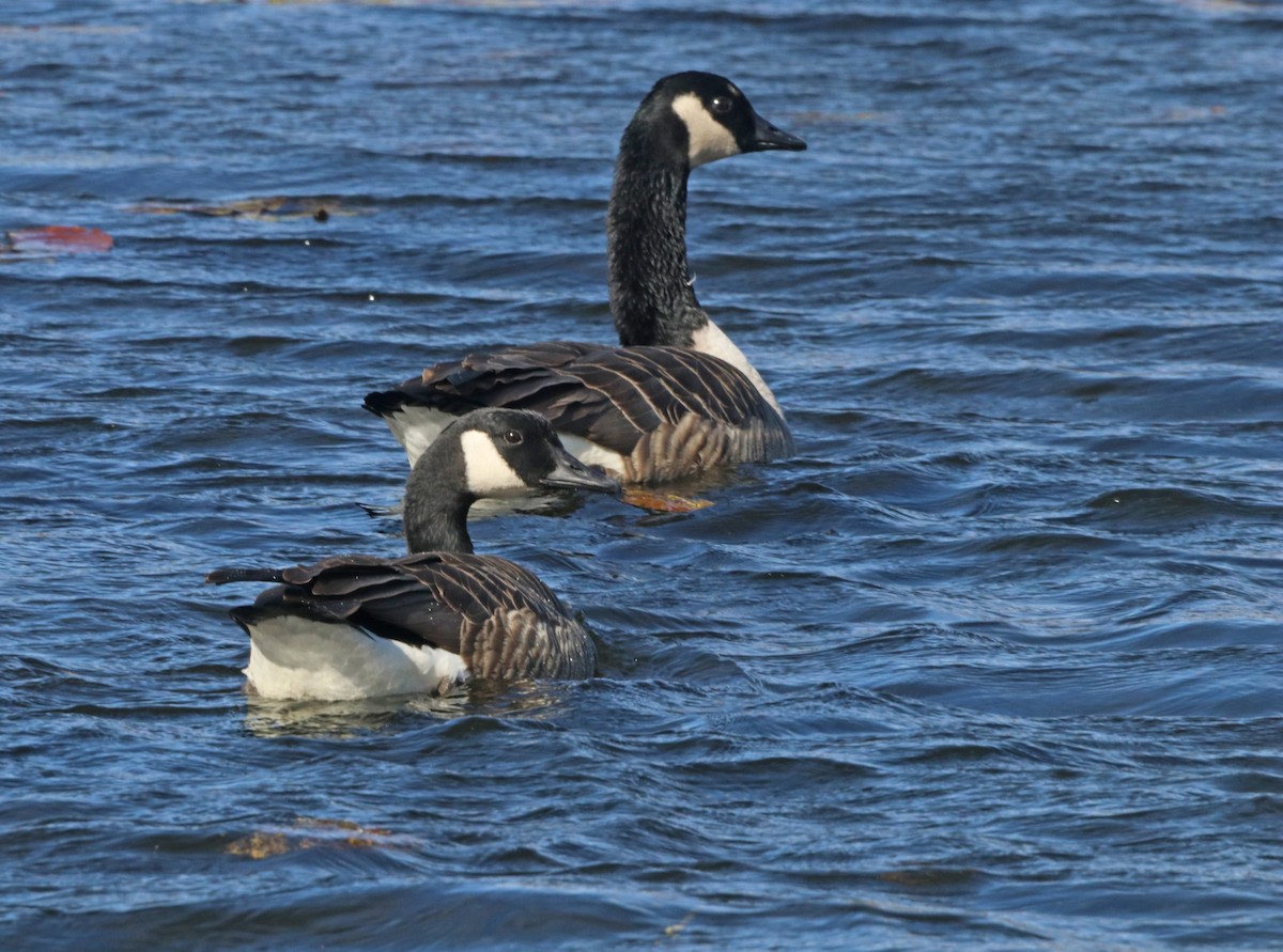 Canada Goose - ML643818496