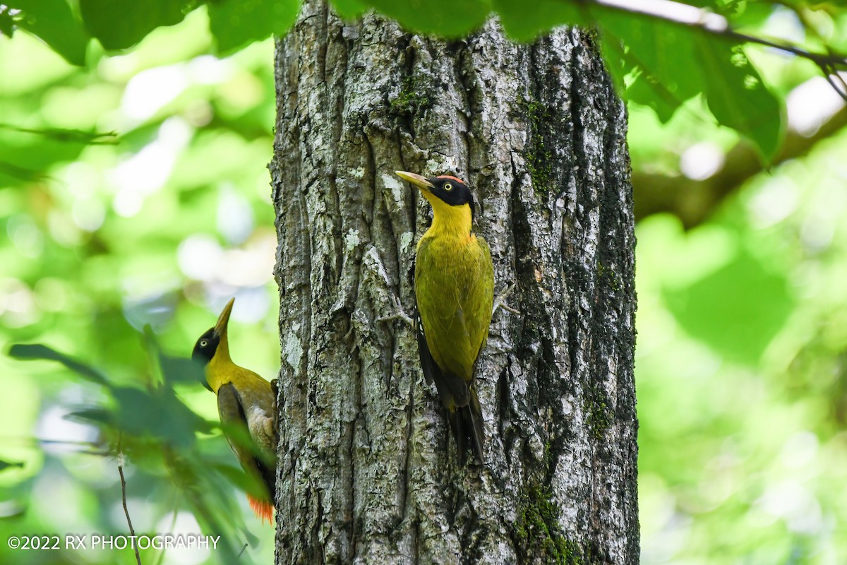 Black-headed Woodpecker - ML643818497