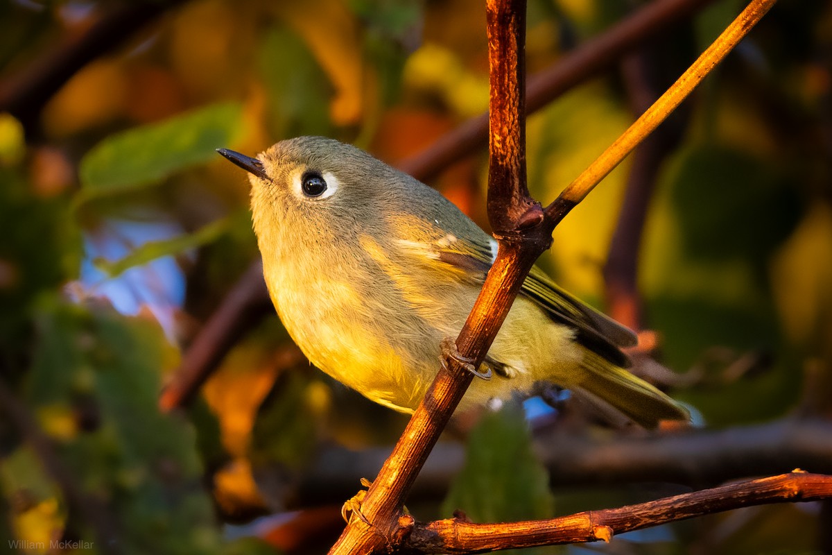 Ruby-crowned Kinglet - ML643818498