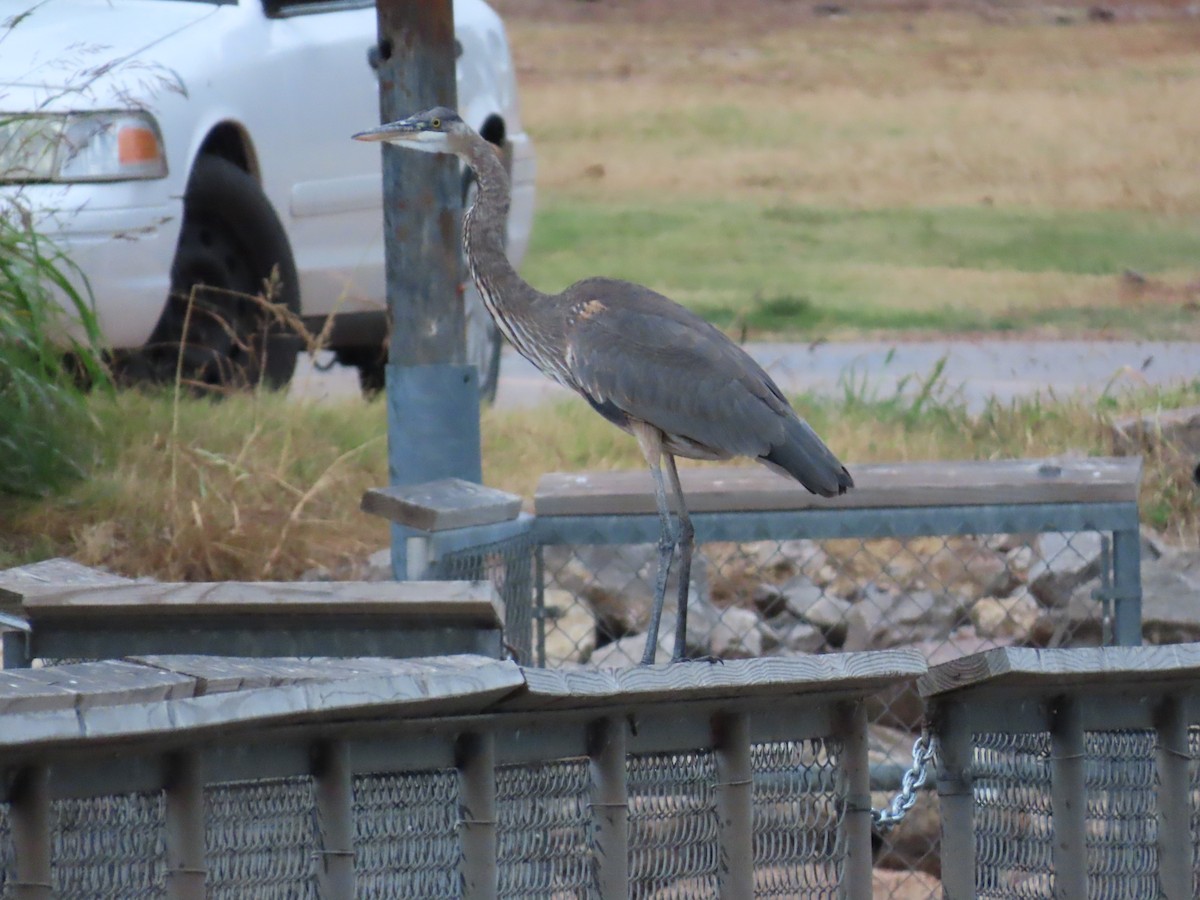 Great Blue Heron - ML643818501