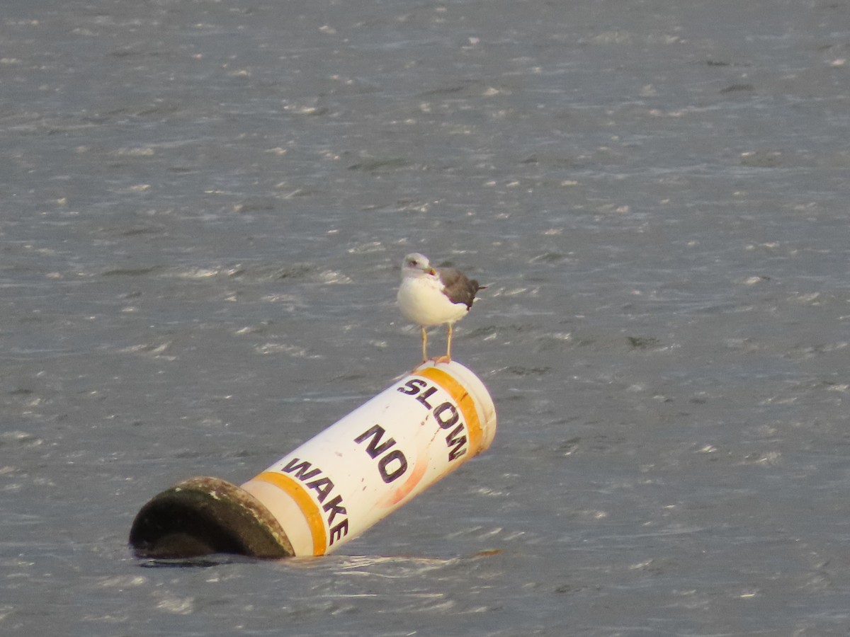 Lesser Black-backed Gull - ML643818510