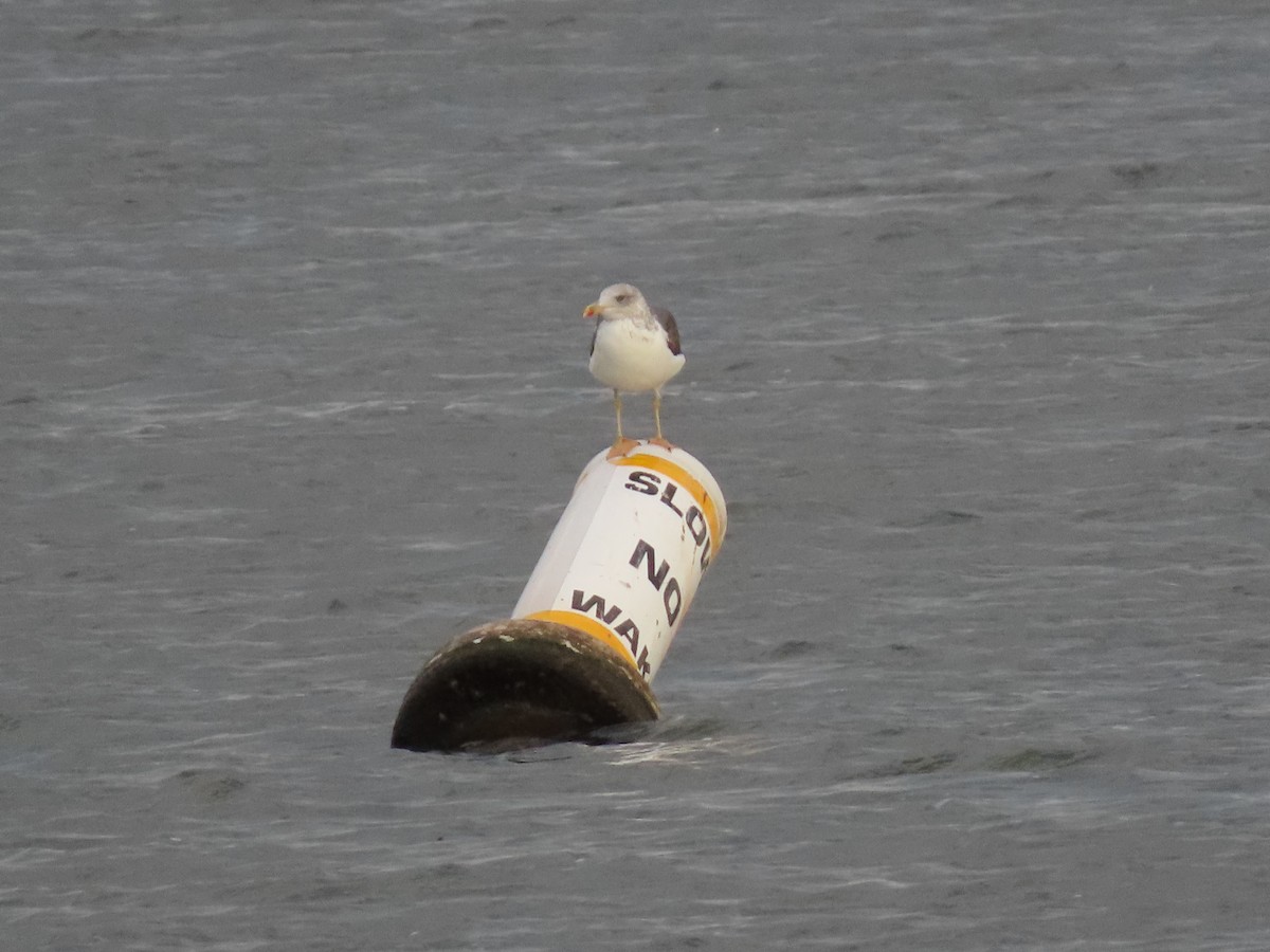 Lesser Black-backed Gull - ML643818511