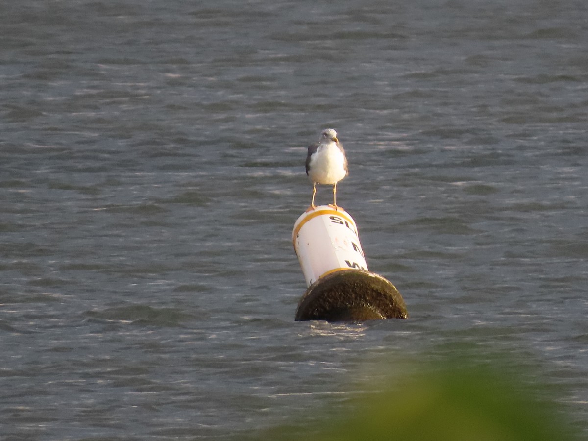 Lesser Black-backed Gull - ML643818512