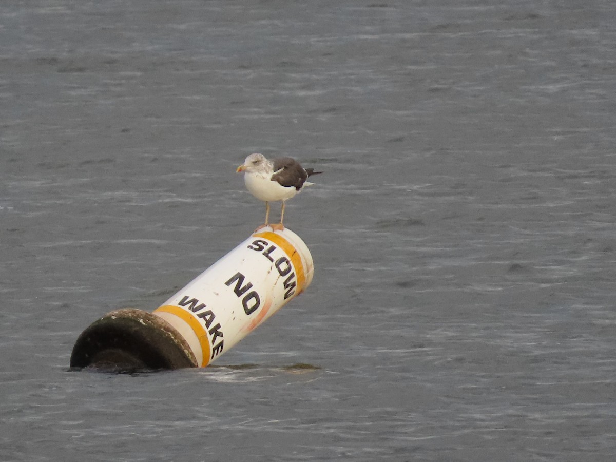 Lesser Black-backed Gull - ML643818513