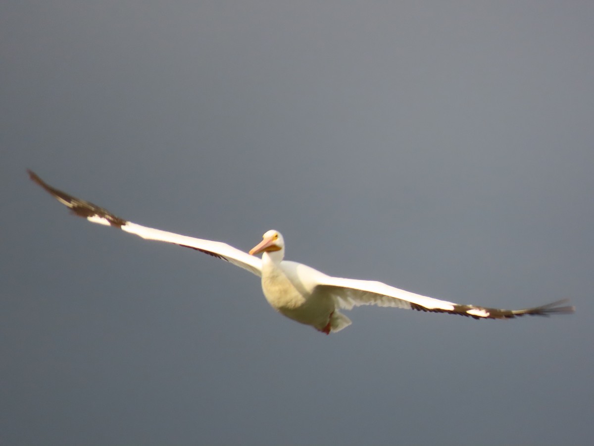 American White Pelican - ML643818523