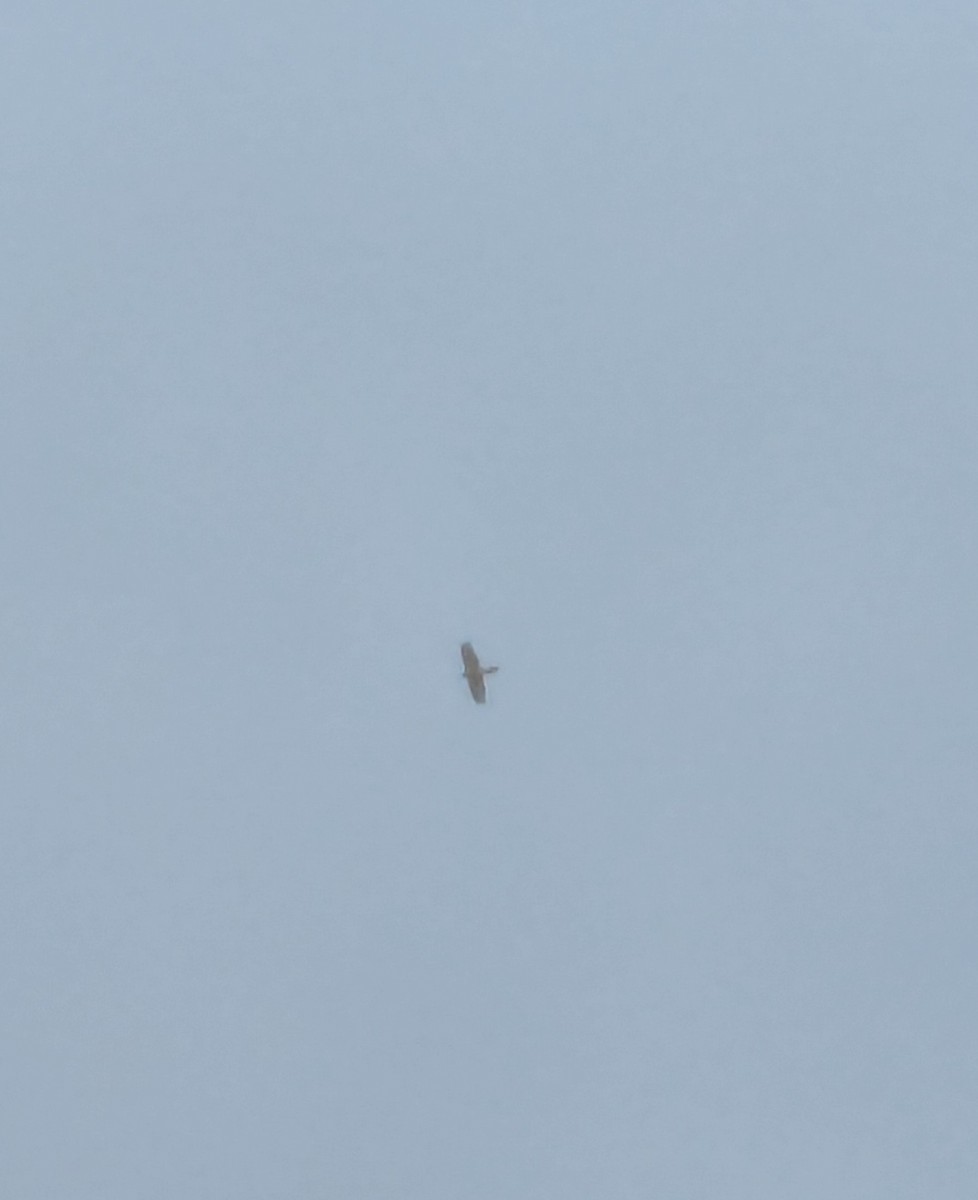 Sharp-shinned Hawk - ML643818525