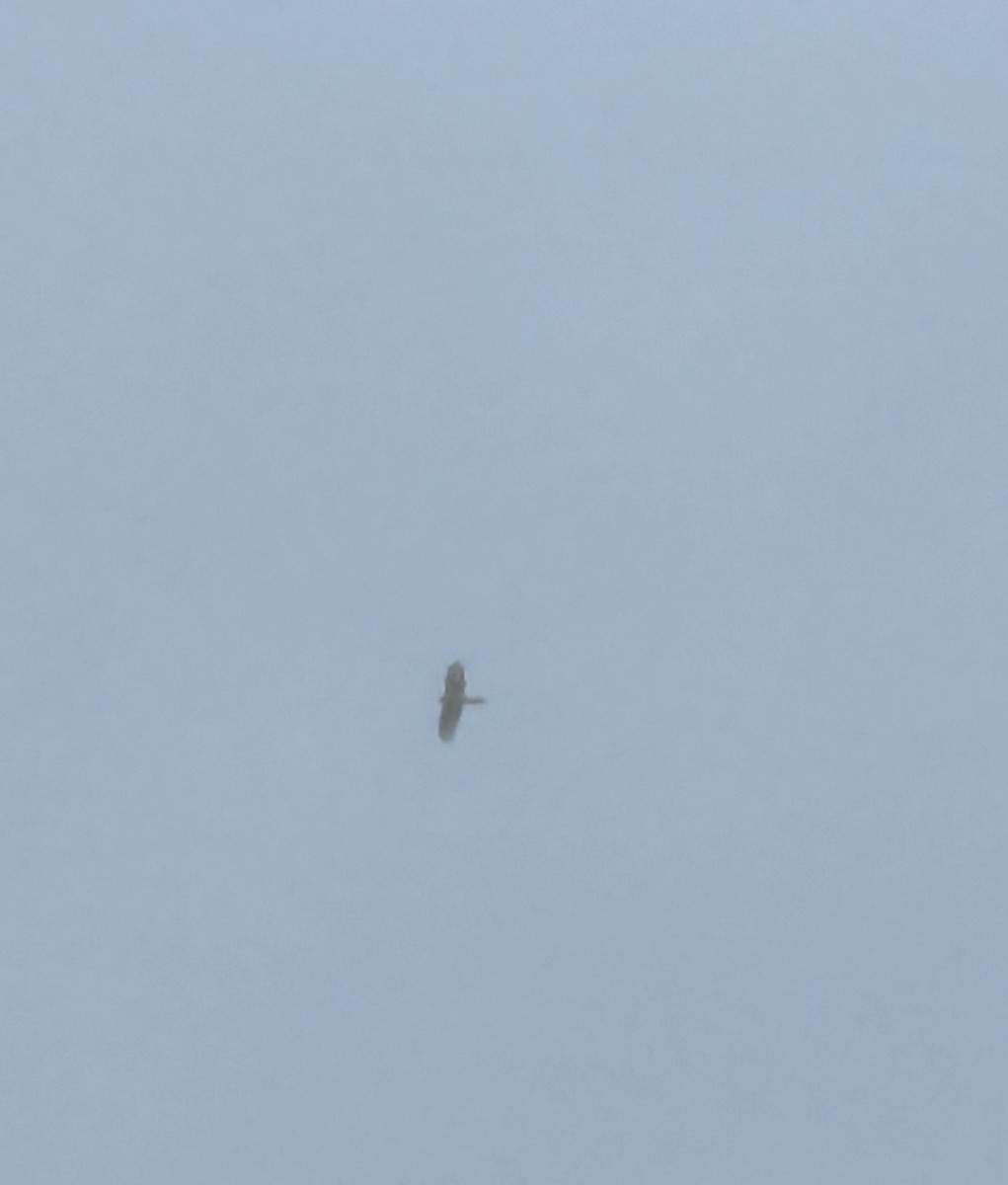Sharp-shinned Hawk - ML643818526