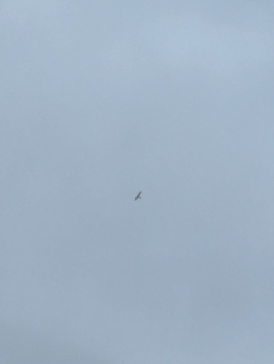 Sharp-shinned Hawk - ML643818527