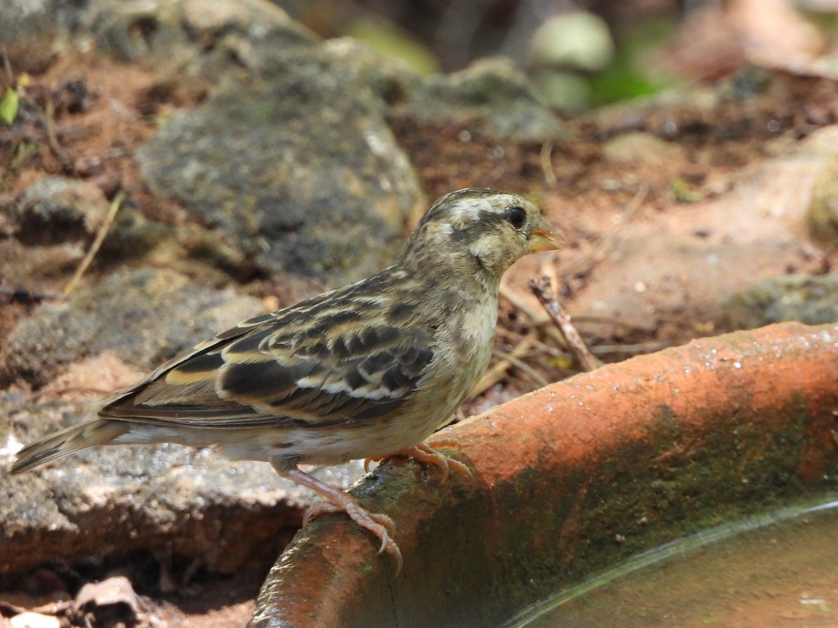 Village Indigobird - ML643818533