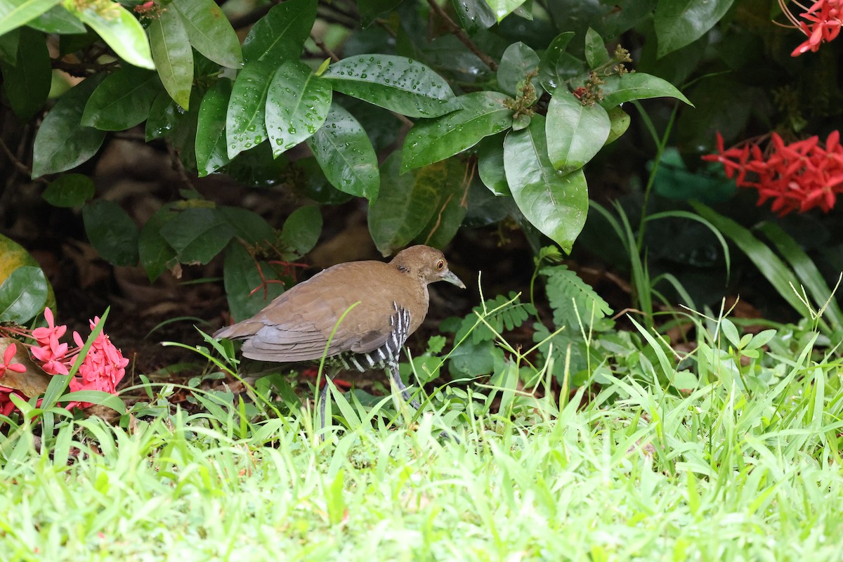 Slaty-legged Crake - ML643818536