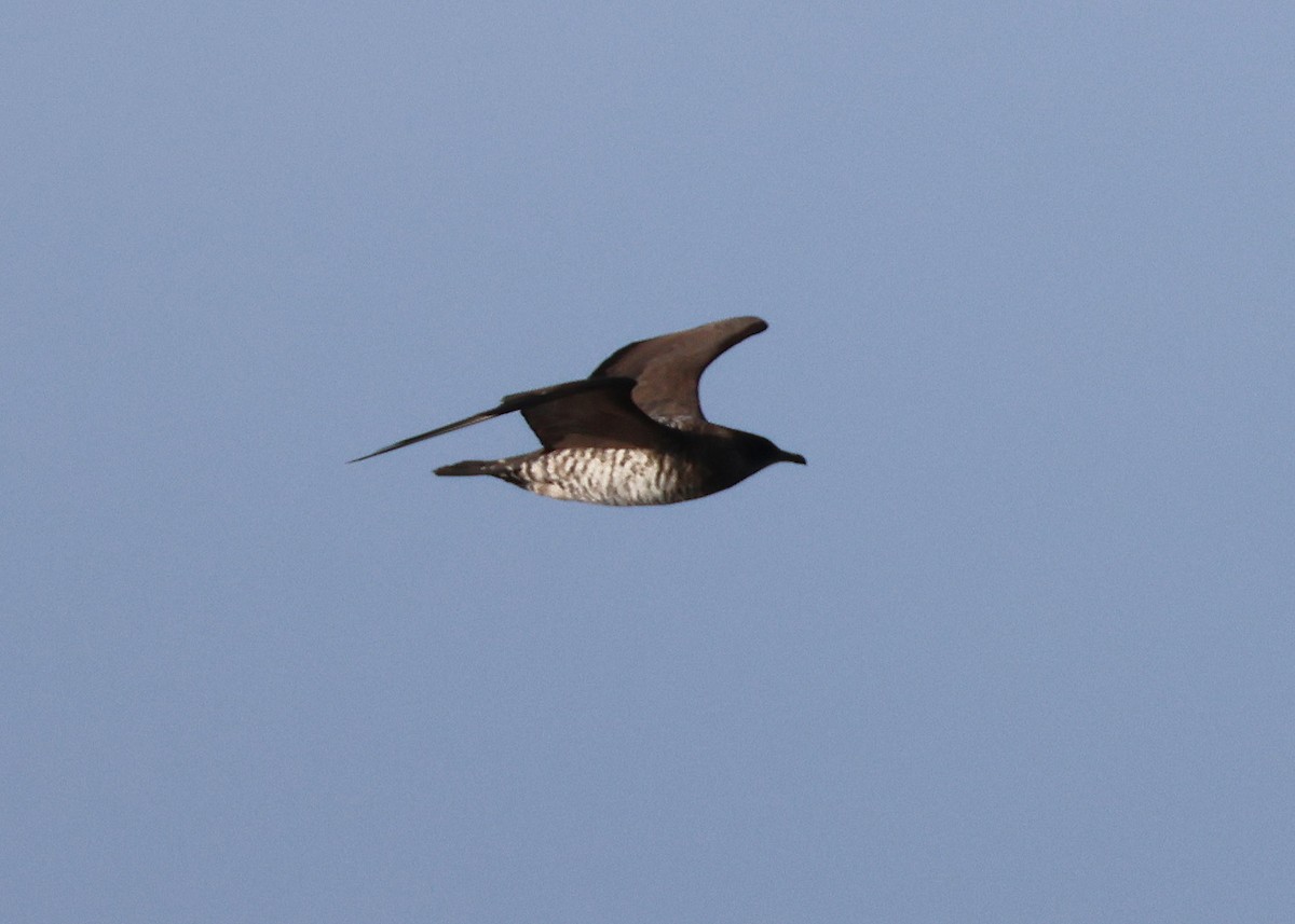 Бэсрэг хайлгана - ML643818551