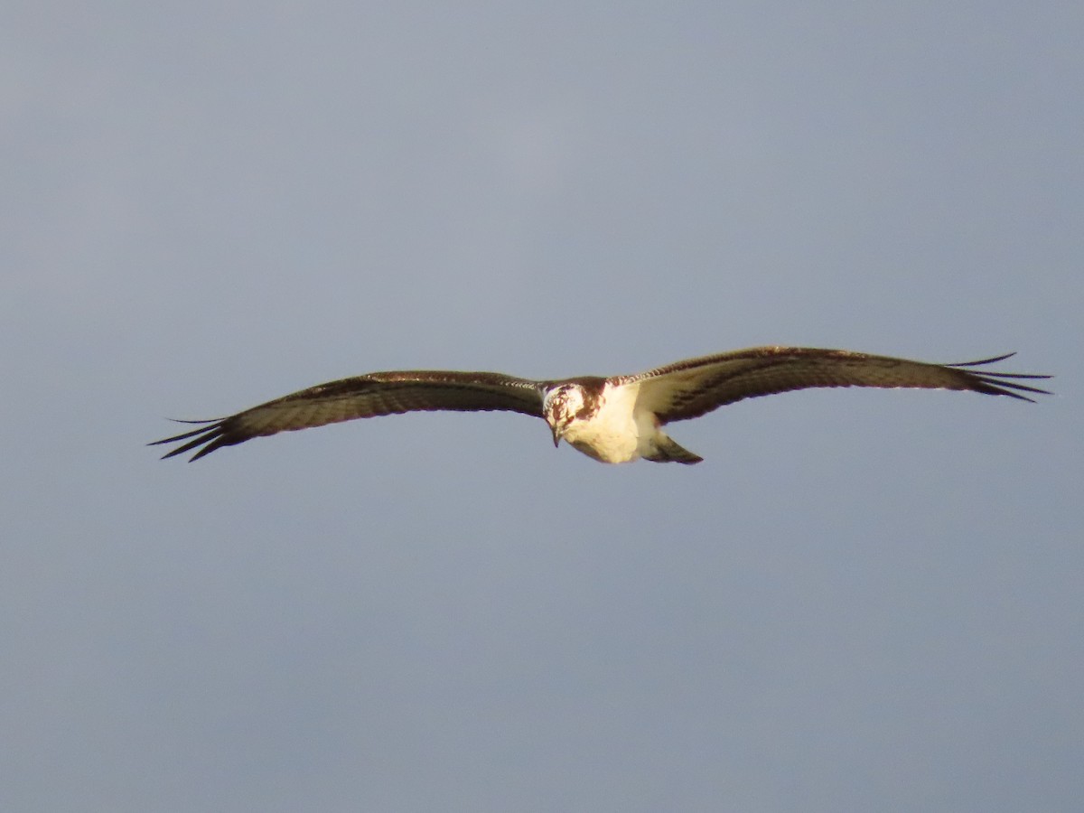 Osprey - ML643818577