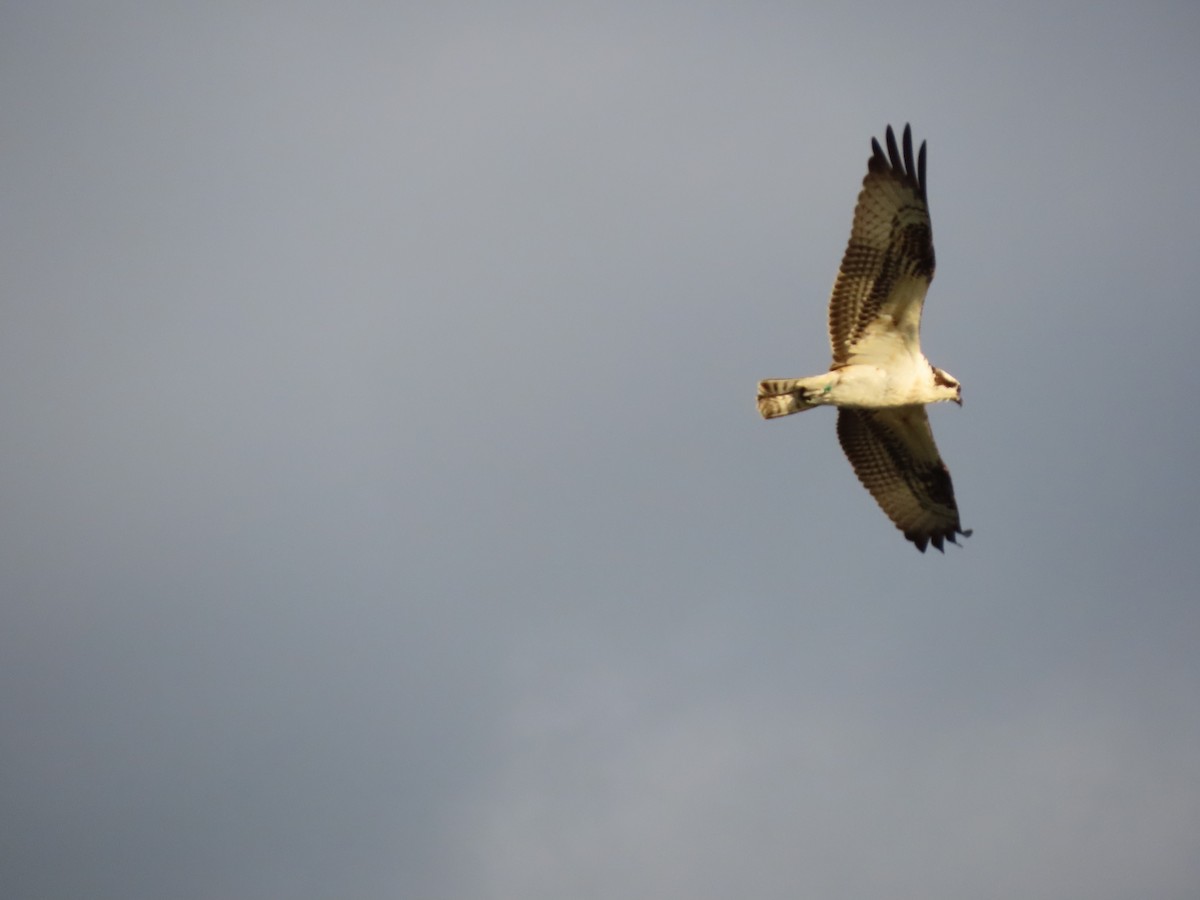 Osprey - ML643818578