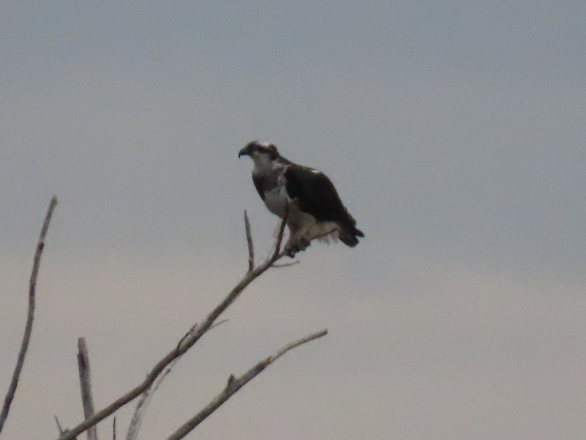 Osprey - ML643818579