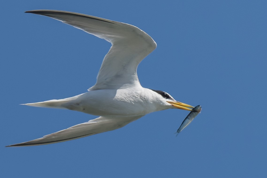 Little Tern - ML643818585