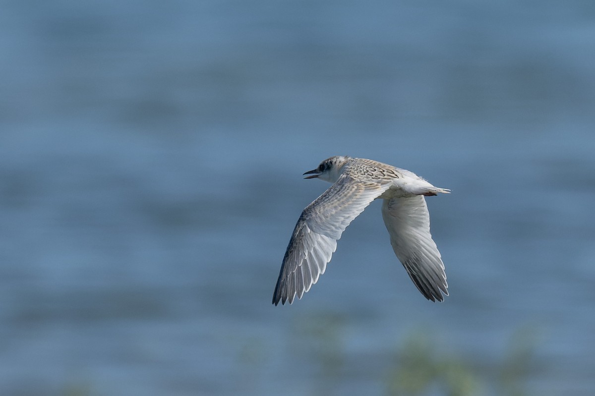 Little Tern - ML643818586