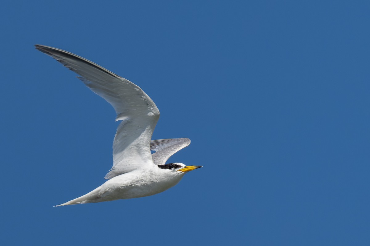 Little Tern - ML643818587