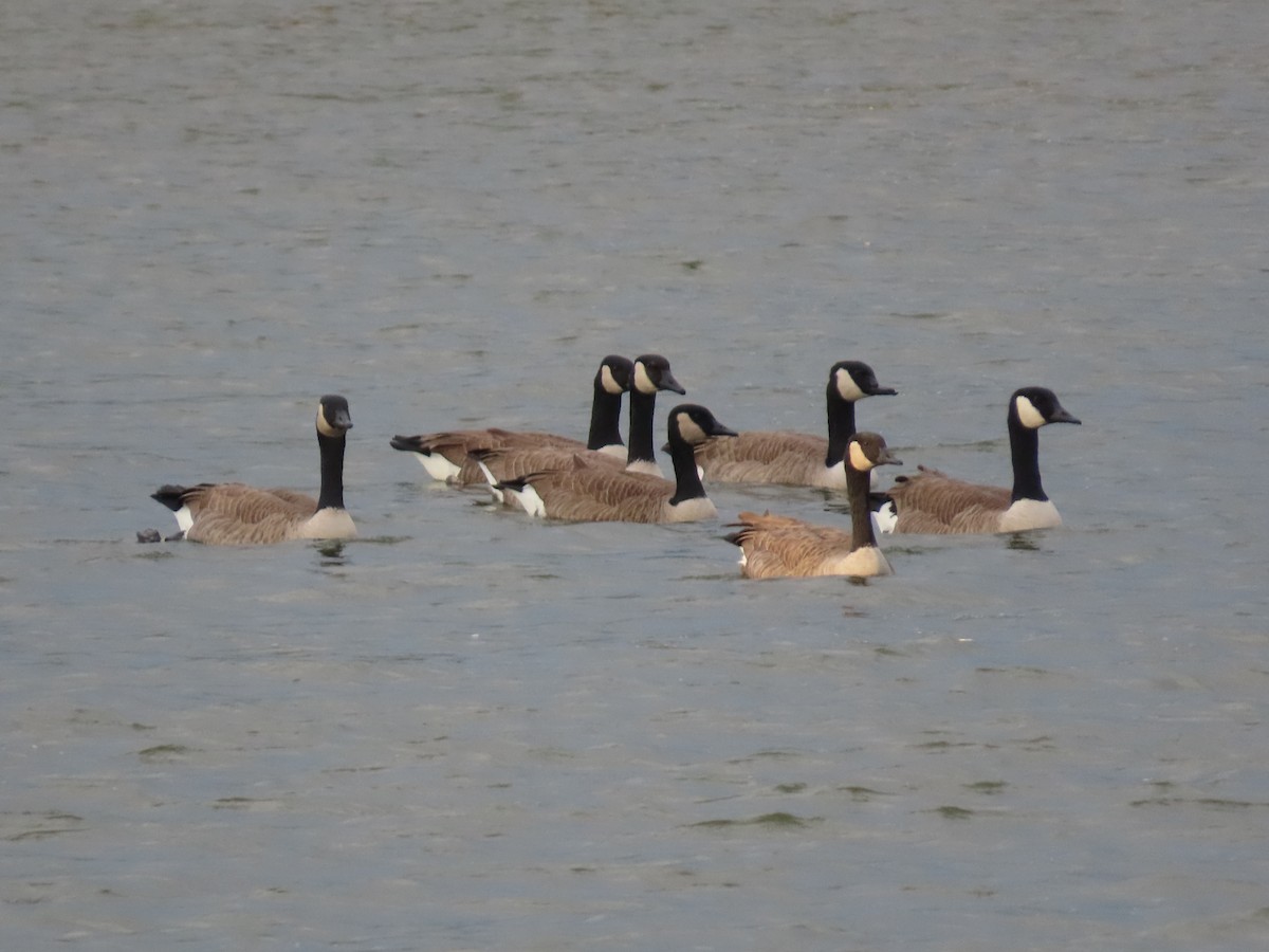 Canada Goose - ML643818591