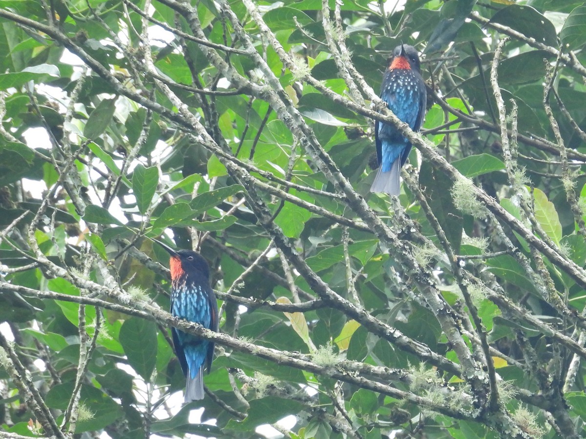 Black Bee-eater - ML643818592