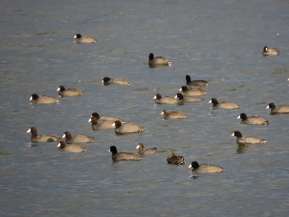 American Coot - ML643818607