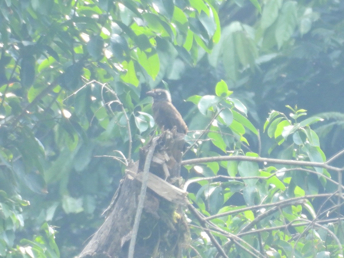 Gray-throated Barbet - ML643818613